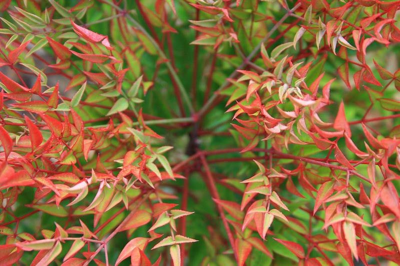 Nandina domestica &#39; Gulfstream &#39; - vaso Ø24 cm, h 60 cm