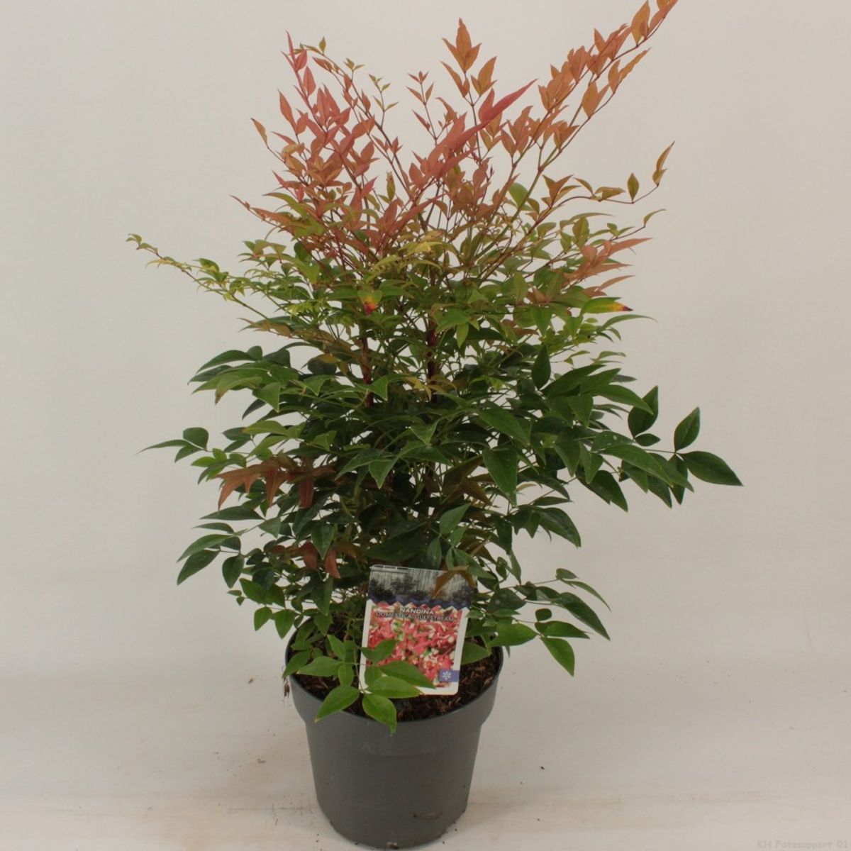 1 PIANTA DI NANDINA DOMESTICA FIRE POWER VASO 18CM ROCCIOSI AIUOLE VASI
