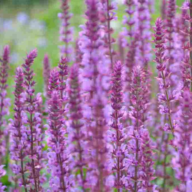 Salvia nemorosa ‘ Amethyst ’ - vaso Ø17 cm