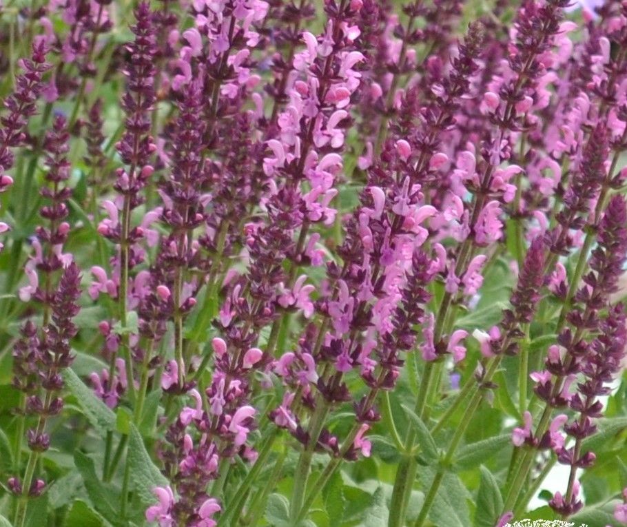 Salvia nemorosa &#39; Caradonna Pink &#39; - vaso Ø17 cm