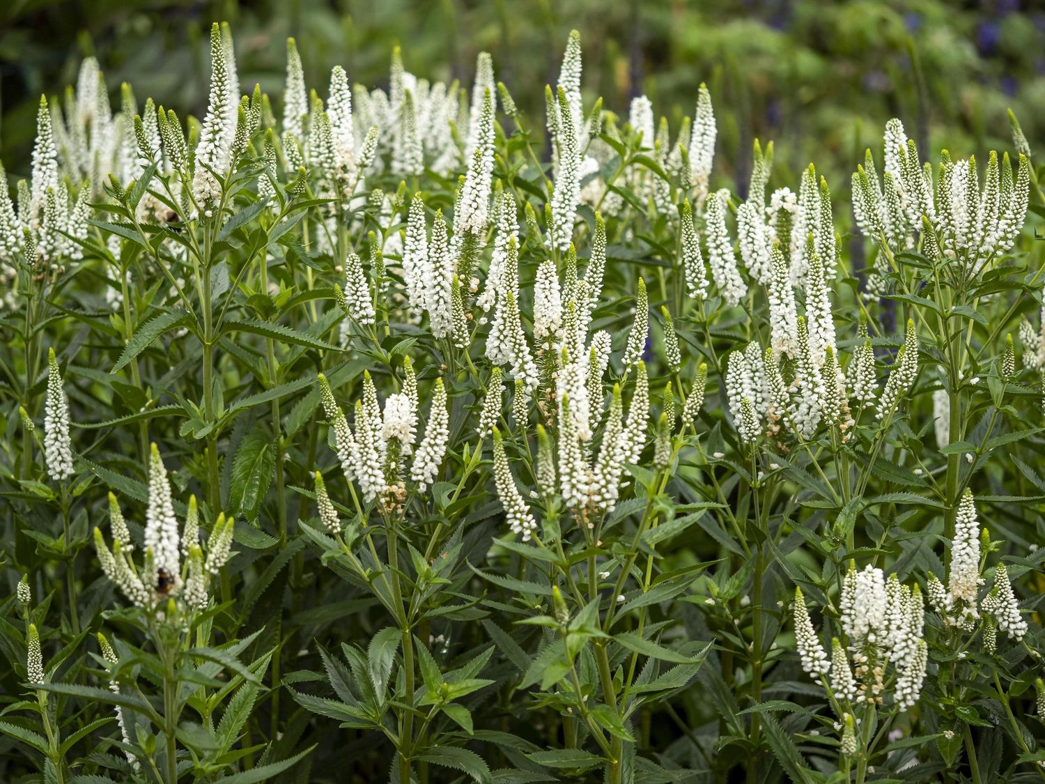 Veronica longifolia ‘ First Lady ’ - vaso Ø17 cm