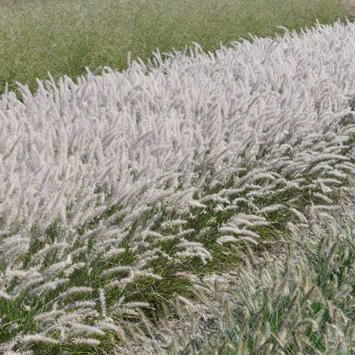 Pennisetum alopecuroides &#39; Dance with Me &#39;- vaso Ø18