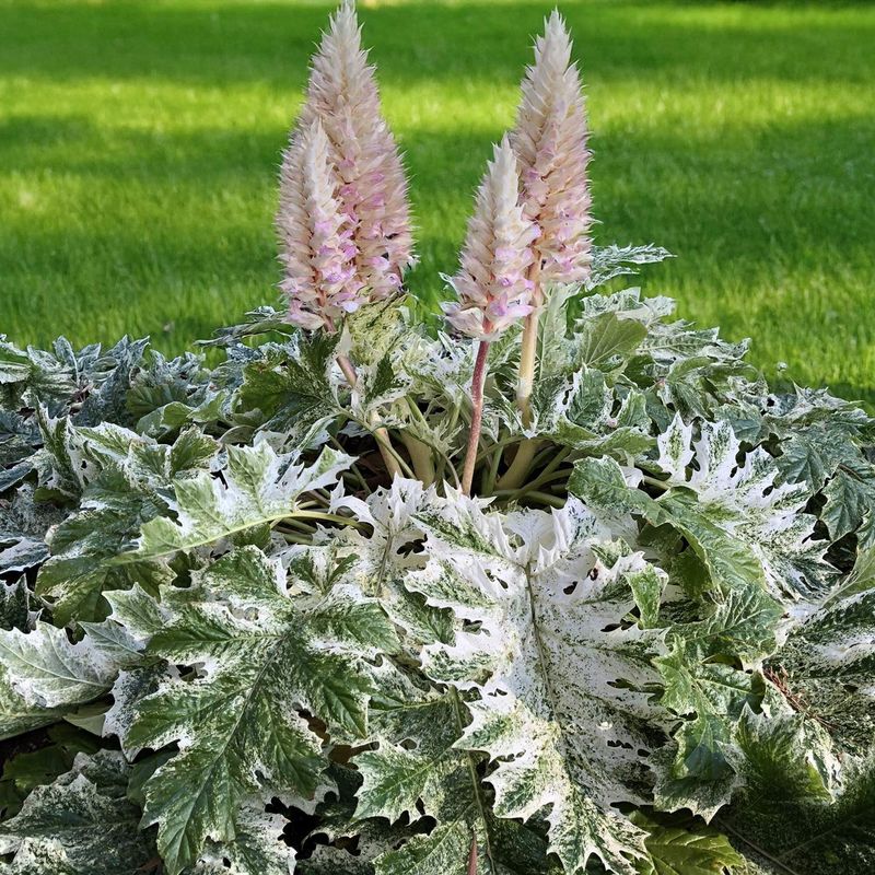 Acanthus &#39;Tasmanian Angel&#39;, Acanto variegato - vaso Ø18 cm