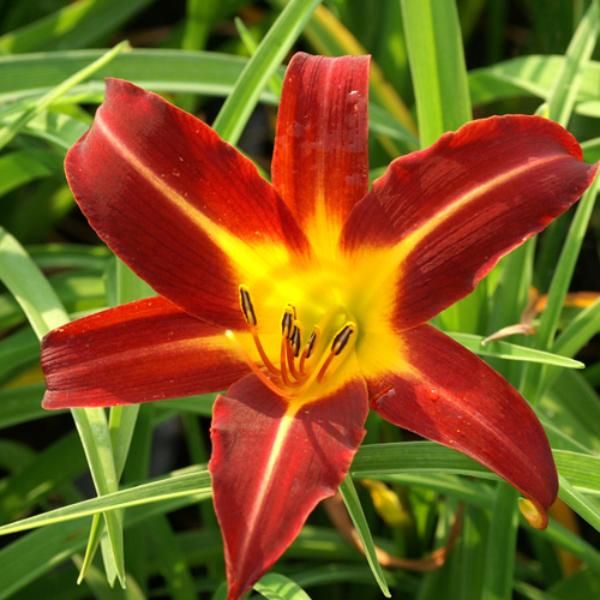 Hemerocallis Autumn red - vaso Ø18 cm