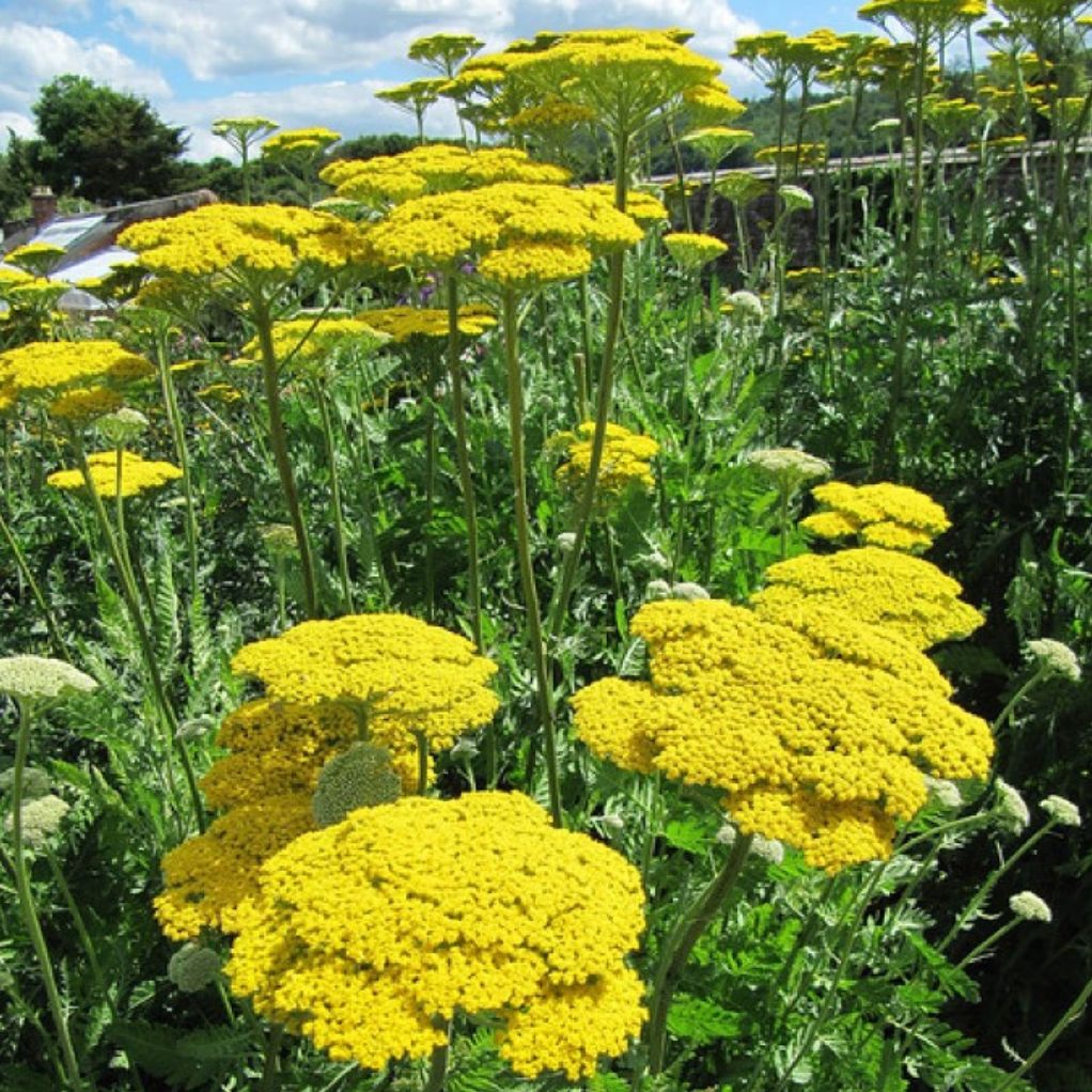 Achillea Filipendulina Cloth Of Gold Achillea Millefoglio Vaso 17 Cm