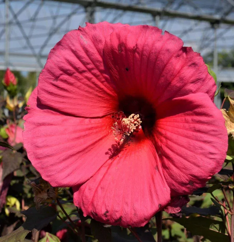 Ibisco Palustre, Hibiscus moscheutos &#39; Planet Griotte Tangri &#39; - vaso Ø21 cm