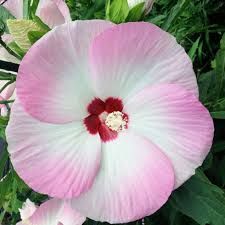 Ibisco Palustre - Hibiscus moscheutos  &#39; Fujin &#39; - vaso Ø21 cm