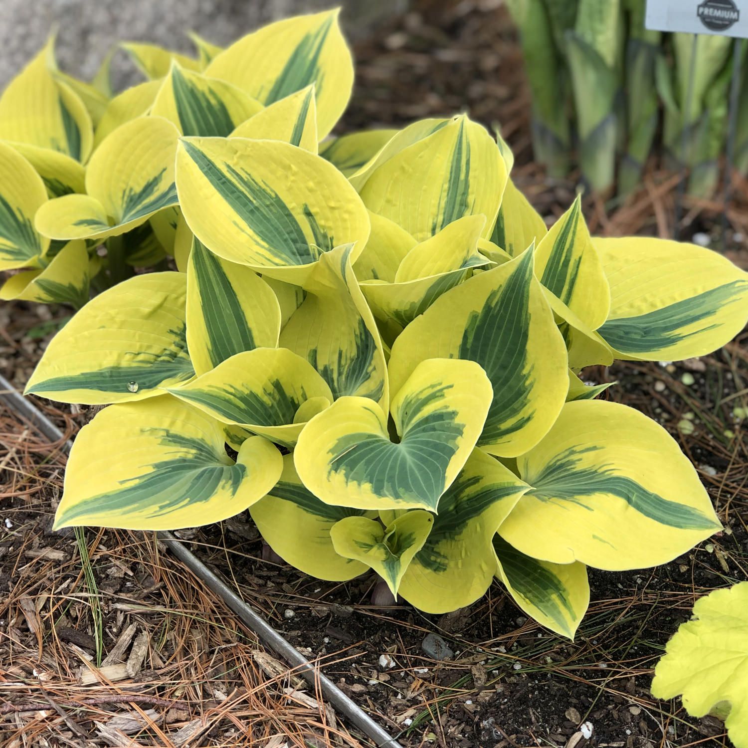 Hosta &#39; Shadowland autumn frost &#39;,  - vaso 18 cm