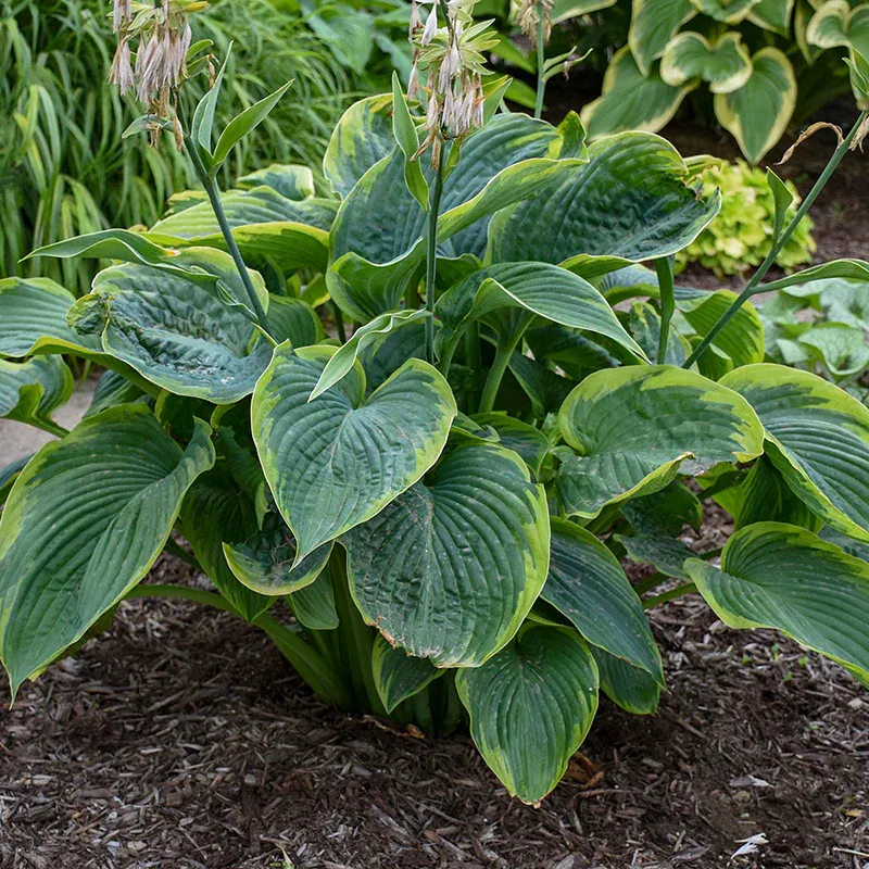 Hosta &#39; Shadowland wu la la &#39; - vaso 18 cm