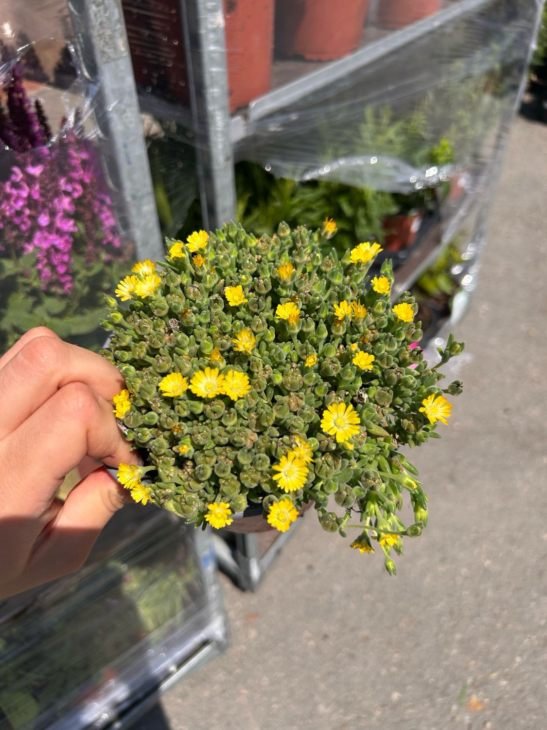 Delosperma cooperi, Delmara Yellow - vaso Ø14 cm Delosperma cooperi, Delmara Yellow - vaso Ø14 cm