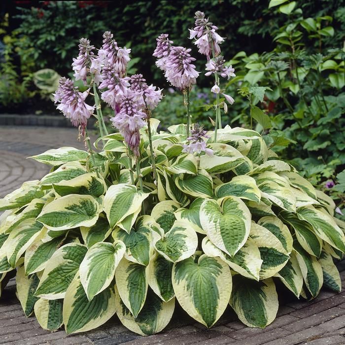 Hosta &#39; Wide Brim &#39;,  - vaso 18 cm