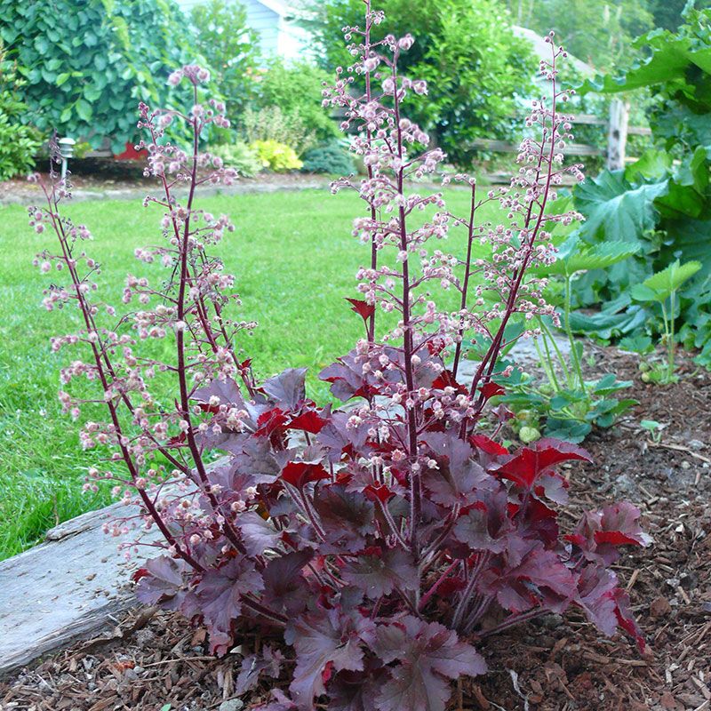 Heuchera americana &quot; Melting Fire &quot; vaso 18