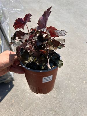 Heuchera 'Palace Purple' - vaso Ø18 cm