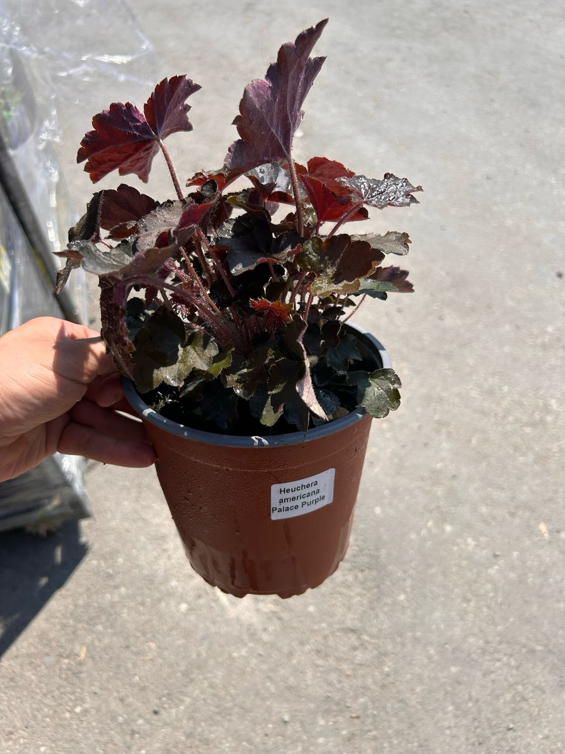 Heuchera &quot; Palace Purple &quot; vaso 18