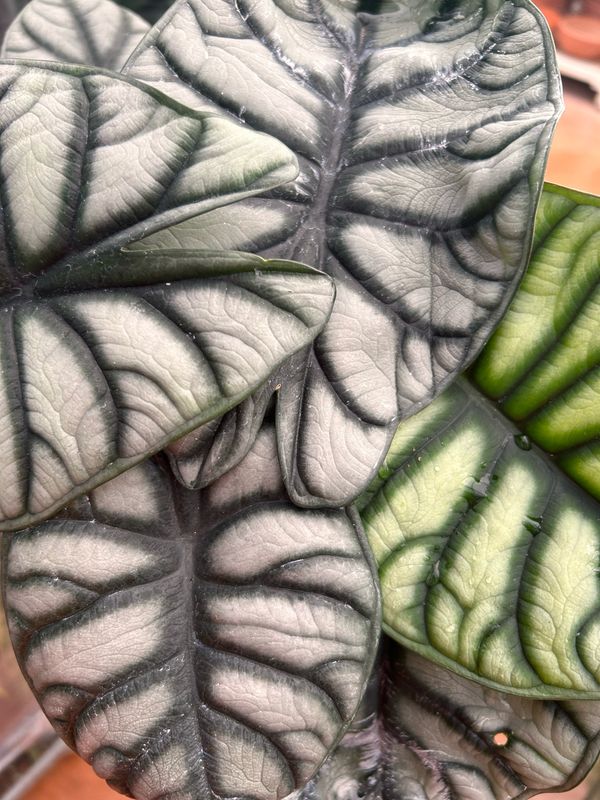 Alocasia &#39; Silver Dragon &#39; - ciotola Ø17 cm