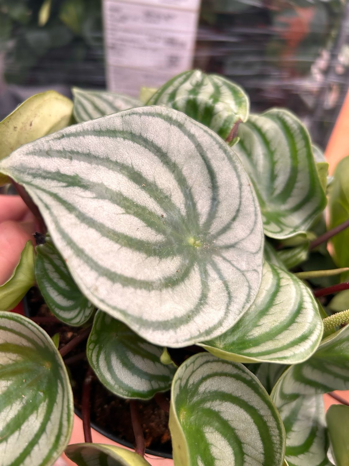Peperomia Argyreia, Peperomia Watermelon, Anguria - ciotola Ø17 cm, h 20 cm