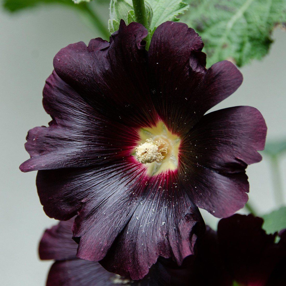 Malvarosa,  Alcea rosea &quot; Nigra &quot; o Malvone roseo v12 quadrato