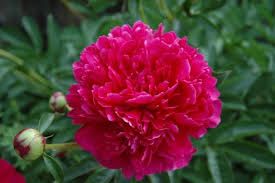 Peonia Erbacea, Paeonia lactiflora &#39; Felix Crousse &#39;- vaso 13 cm quadrato