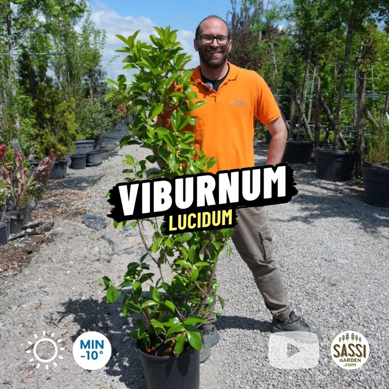 Viburnum lucidum, Viburno lucido, Siepe - vaso Ø30 cm, h 160-170 cm