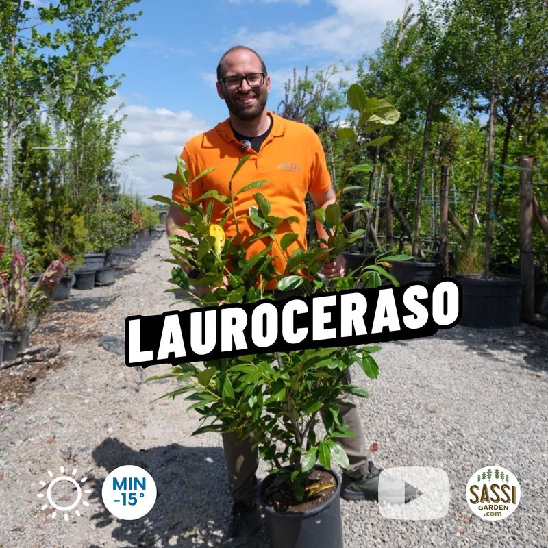 Lauroceraso, Prunus Laurocerasus, Lauro, Siepe - vaso Ø30 cm, h 160-170 cm