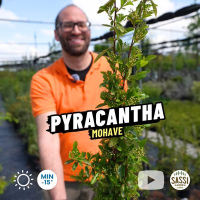 Pyracantha mohave, Piracanta, bacca arancione - vaso Ø15 cm, h 70 cm