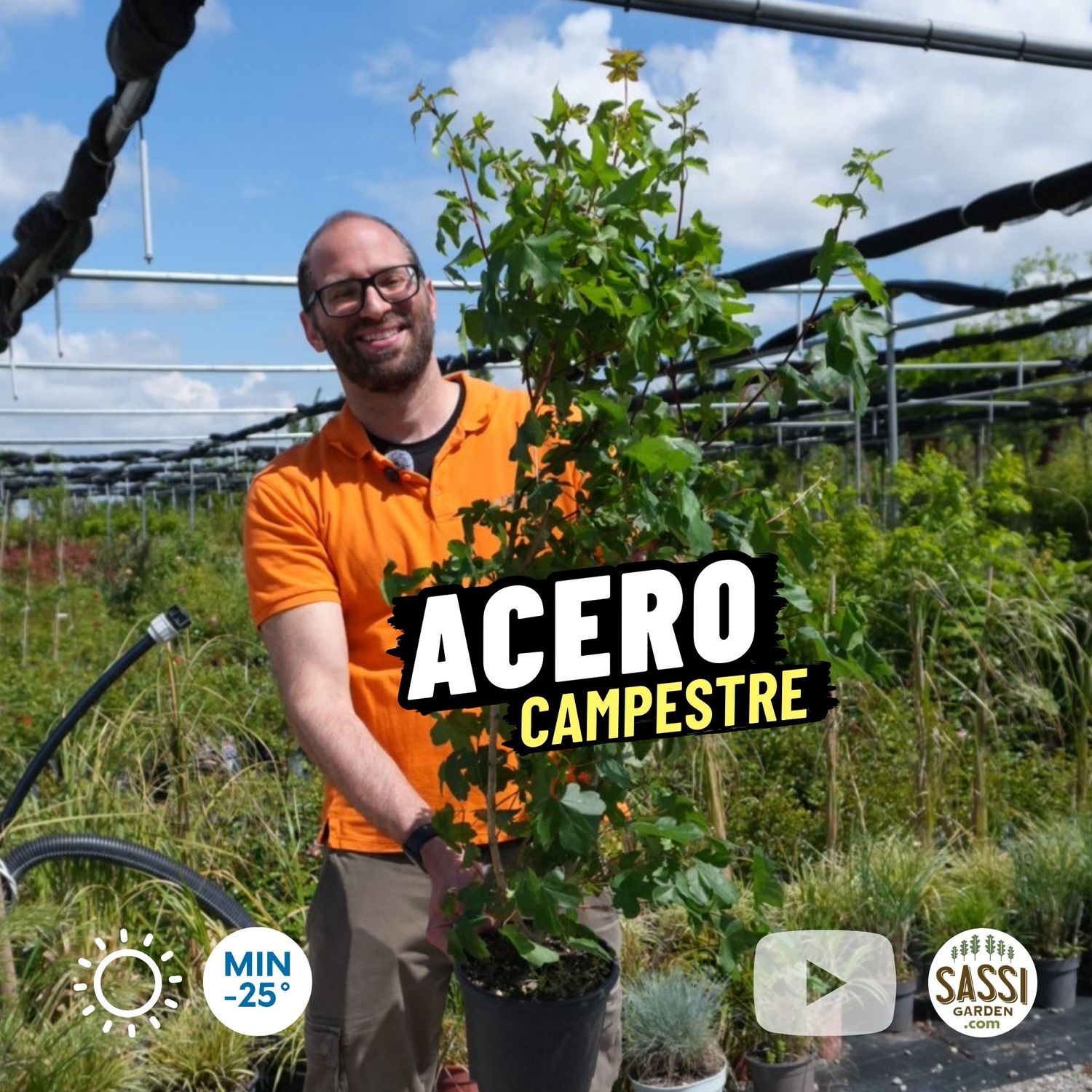 Acero campestre, Acer campestre - vaso 18, h 100 cm