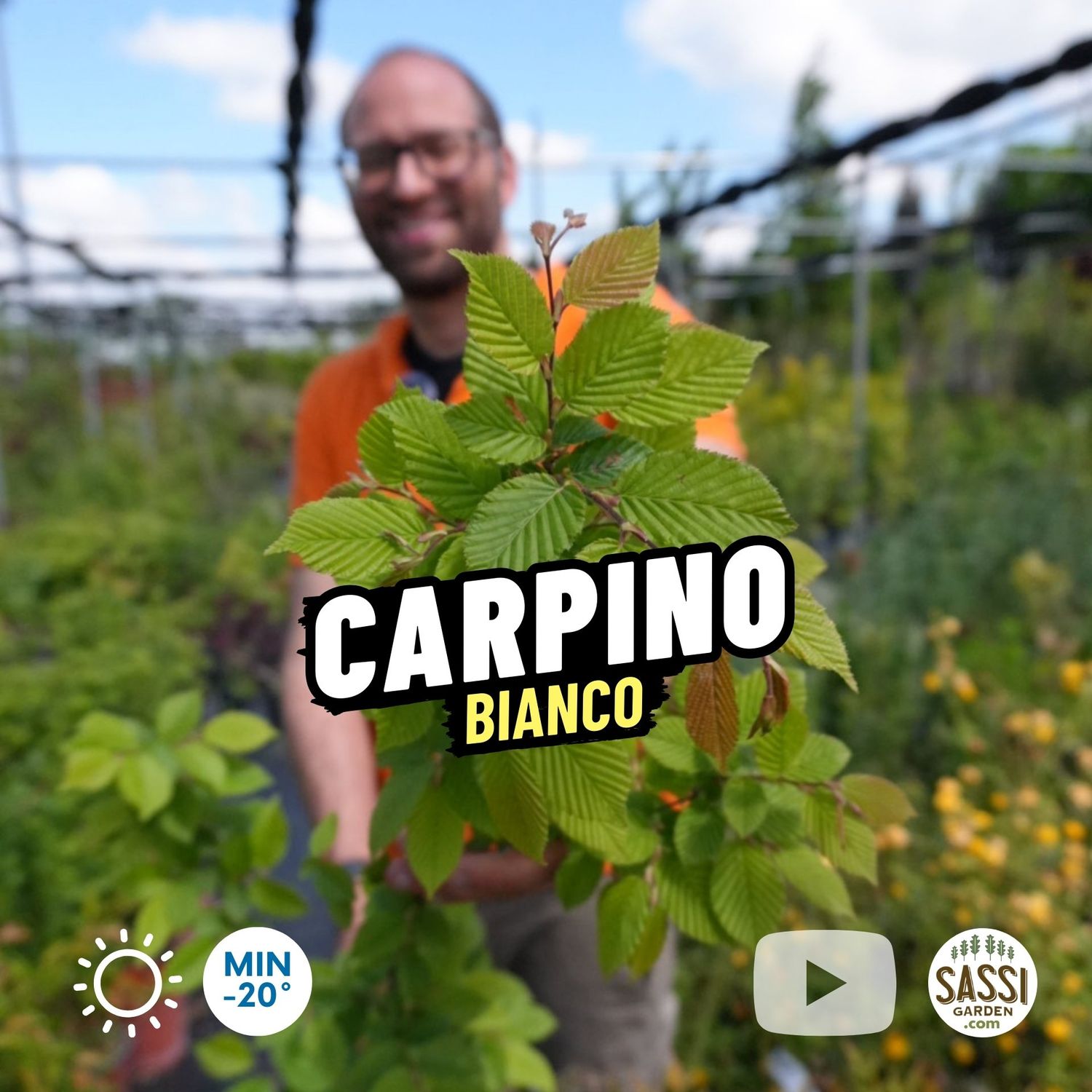 Carpino Bianco, Carpinus Betulus - vaso 16x18 cm, h 110 cm