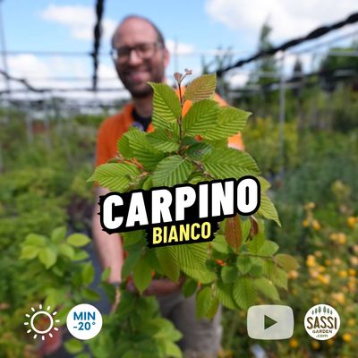 Carpino Bianco, Carpinus Betulus - vaso 16x18 cm, h 110 cm