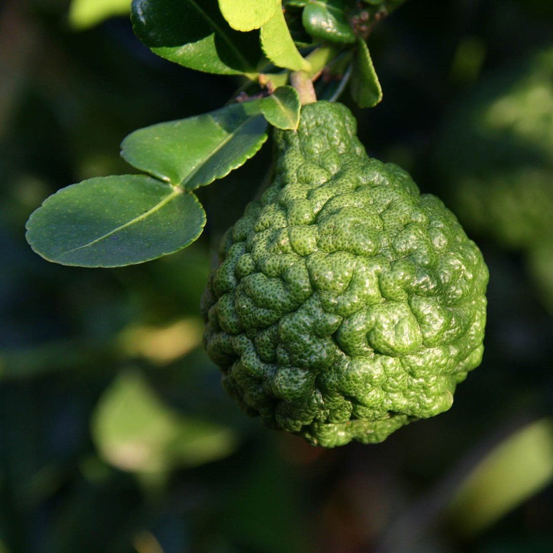 Citrus hystrix, Combava, Kaffir Lime - vaso Ø21 cm