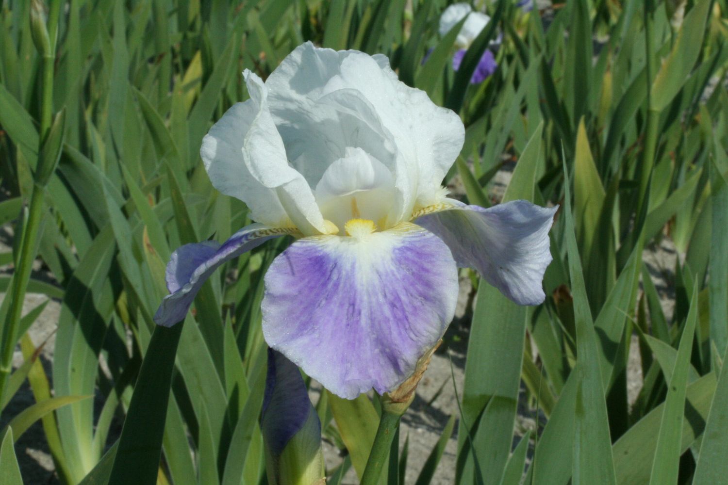 Iris Germanica &#39; Mission Ridge &#39; - vaso 12 cm quadrato