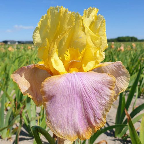 Iris Germanica &#39; Sunset Sky &#39; - vaso 12 cm quadrato