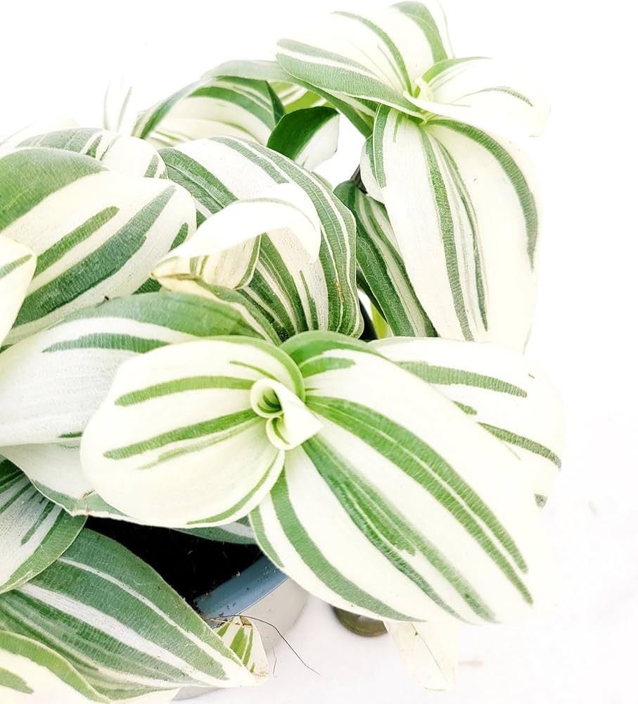 Tradescantia Unicorn , Erba Miseria, Tradescanzia - vaso Ø7cm