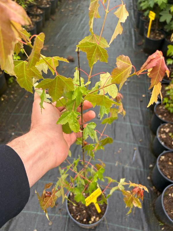 Acer buergerianum Acero Tridente - vaso 3 litri, 80 cm