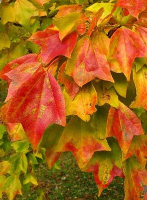 Acer buergerianum Acero Tridente - vaso 3 litri, 130 cm Acer buergerianum Acero Tridente - vaso 3 litri, 130 cm