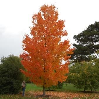 Acer saccharum, Acero da zucchero - vaso Ø13 cm