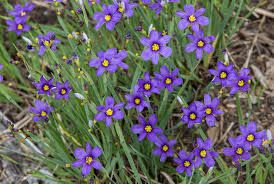 Sisyrinchium angustifolium - Erba azzurra - vaso 8 cm