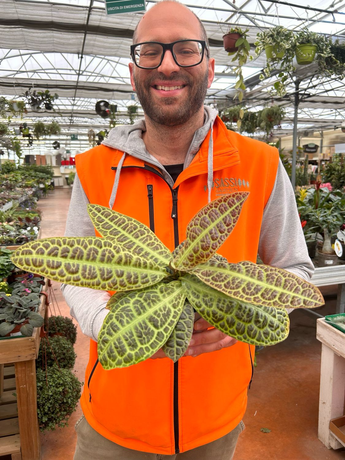 Labisia obtusifolia &#39; Kura Kura &#39; - Pianta Tartaruga - Ø13 cm