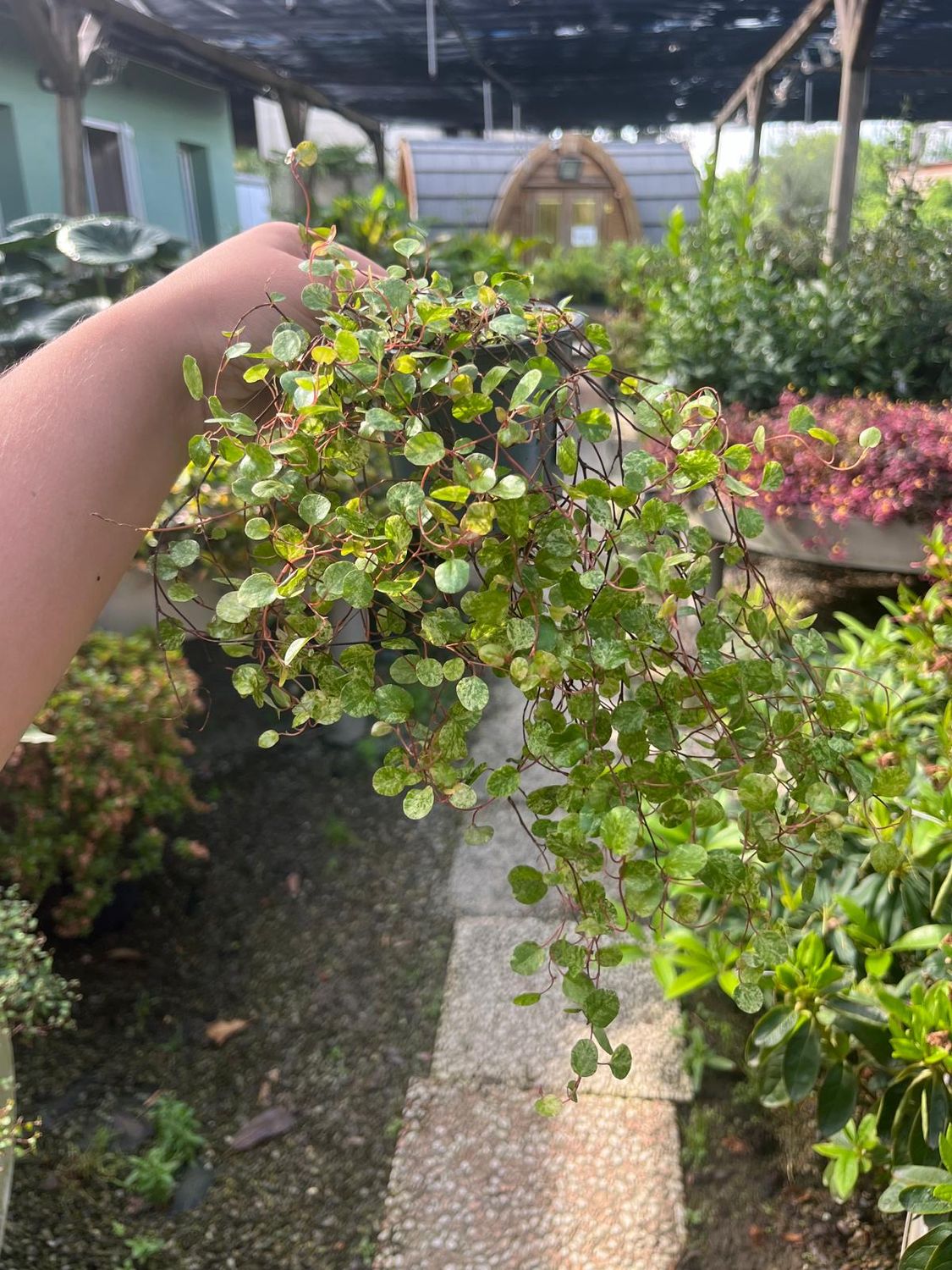 Muehlenbeckia variegata &#39;Pink&#39; -  vaso Ø9 cm