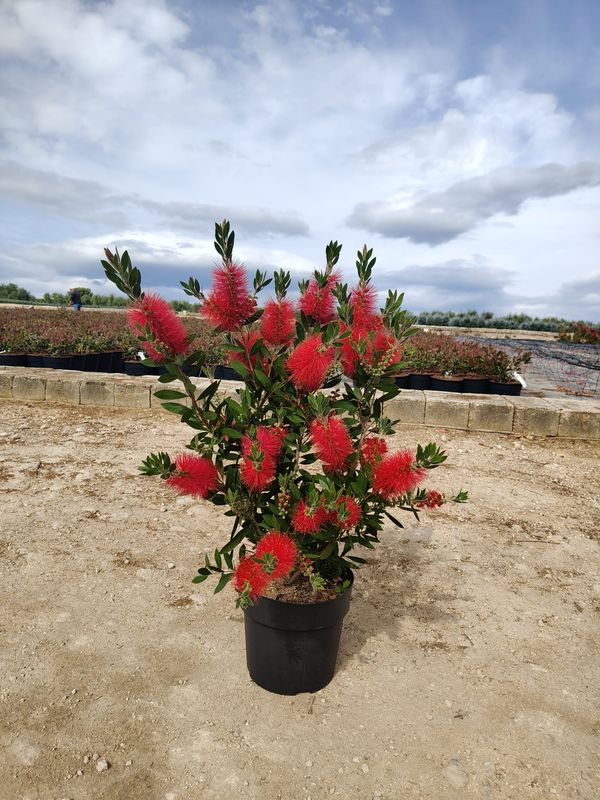 Callistemon citrinus, Spazzacamino rosso - vaso Ø24 cm