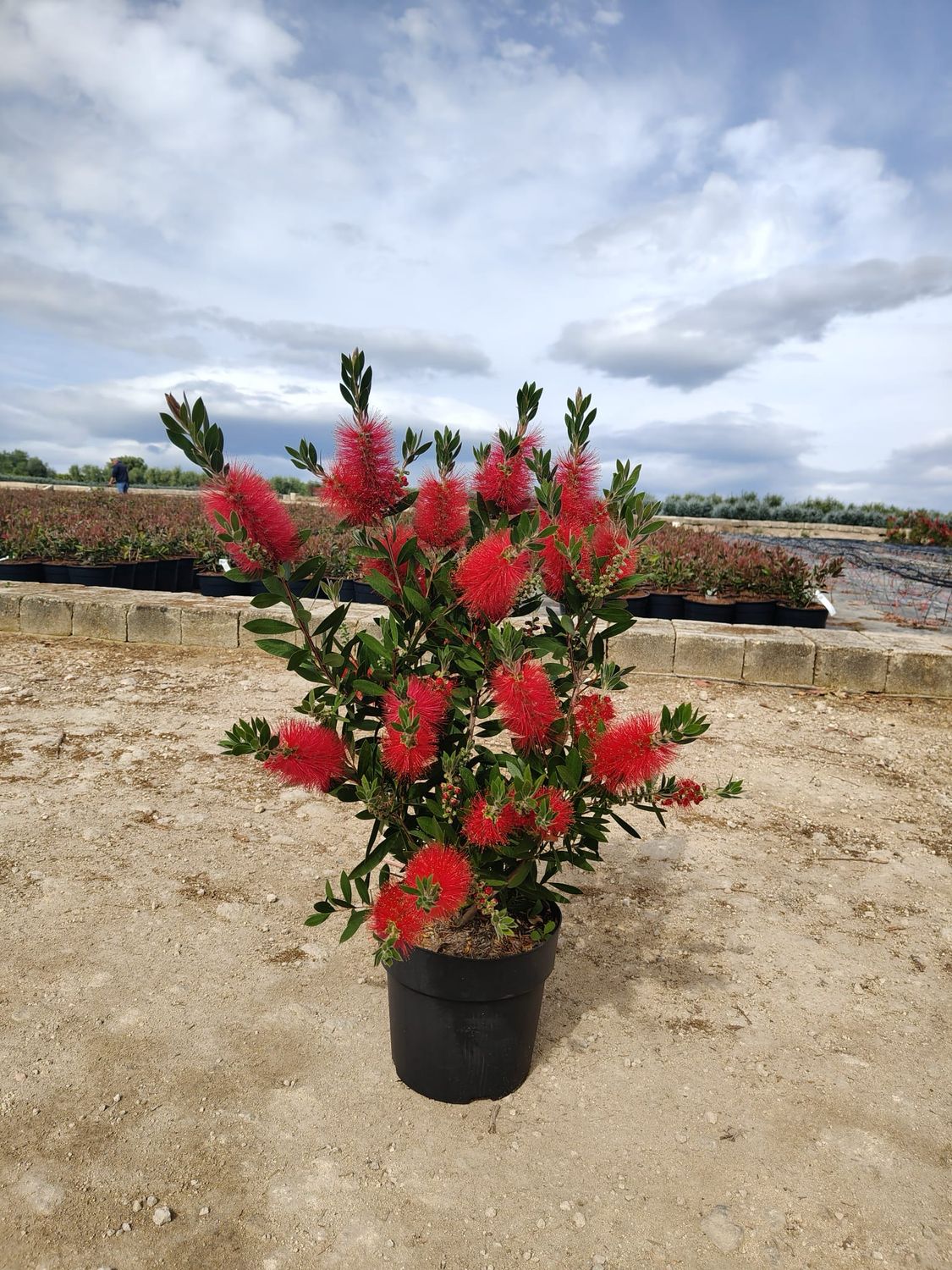 Callistemon citrinus, Spazzacamino rosso - vaso Ø24 cm