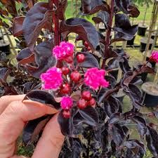 Lagerstroemia indica &#39; Raspberry Sorbet &#39; Mirto crespo - vaso 24