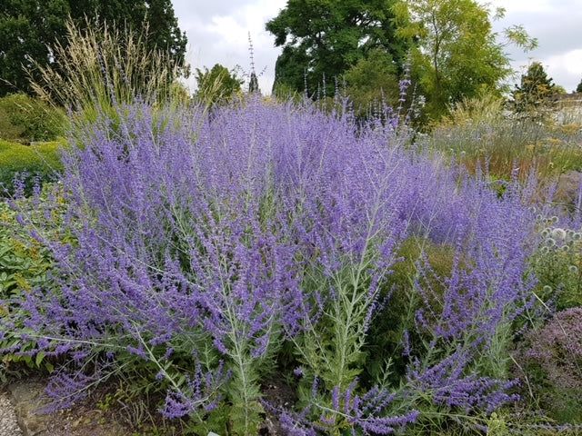 Perovskia atriplicifolia &#39;Prime Time&#39;  Salvia Russa - Lavanda Russa - vaso Ø18 cm