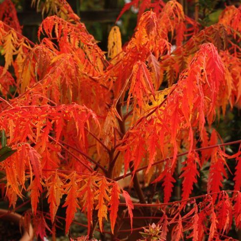 Rhus typhina &#39;Tiger Eyes&#39;, sommacco - vaso Ø18