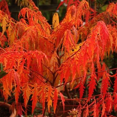 Rhus typhina &#39;Tiger Eyes&#39;, sommacco - vaso Ø18