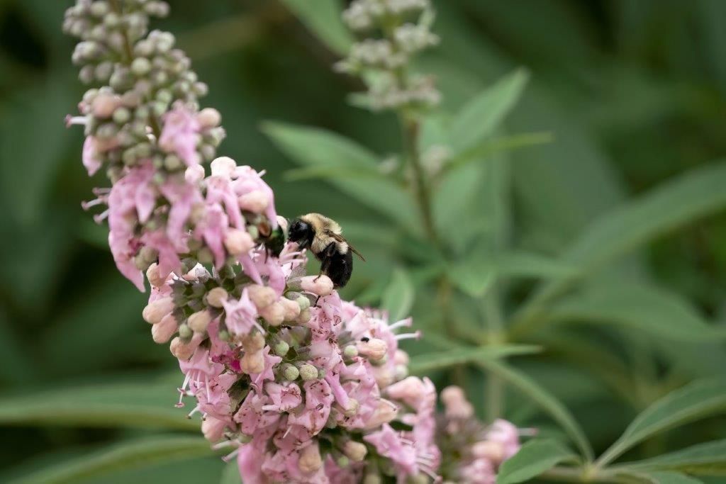Agnocasto Rosa , Vitex agnus-castus &#39; Galactic Pink &#39; - vaso Ø19 cm