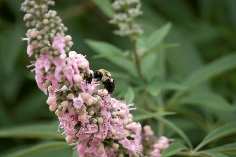 Agnocasto Rosa, Vitex agnus-castus &#39;Galactic Pink&#39; - vaso Ø19 cm