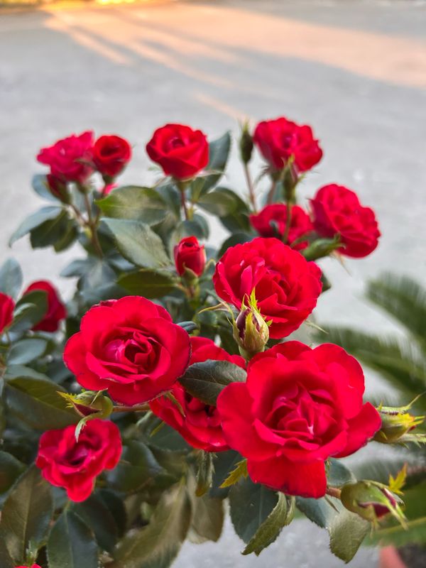 Rosa Zepeti, Meilland Zepeti® - vaso 1,5 litri