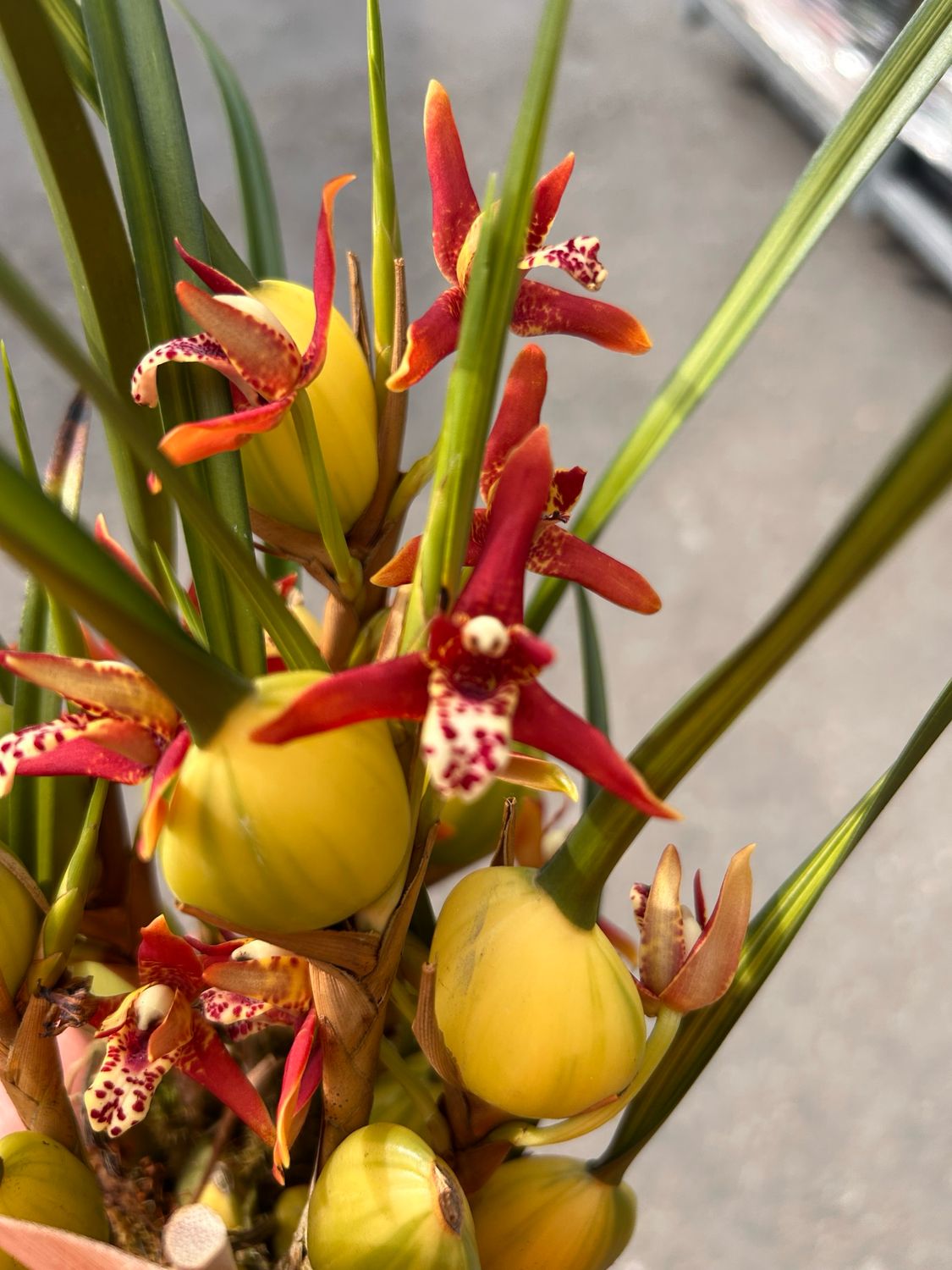 Orchidea Maxillaria &#39;Unique Coco Watermelon&#39;, Maxillaria Cocco Anguria - vaso Ø9 cm