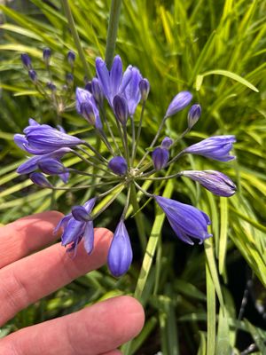 Agapanthus &#39;Brilliant Blu&#39;, Agapanto Rifiorente - vaso Ø18 cm