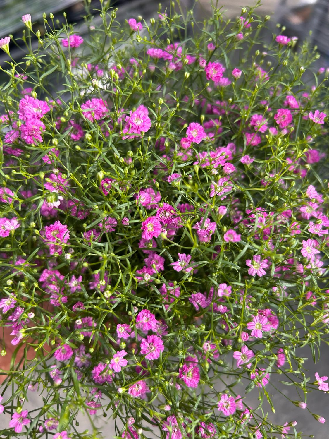 Gipsofila, Gypsophila paniculata rosa &#39;My Pink&#39;, Velo da sposa - vaso Ø14 cm